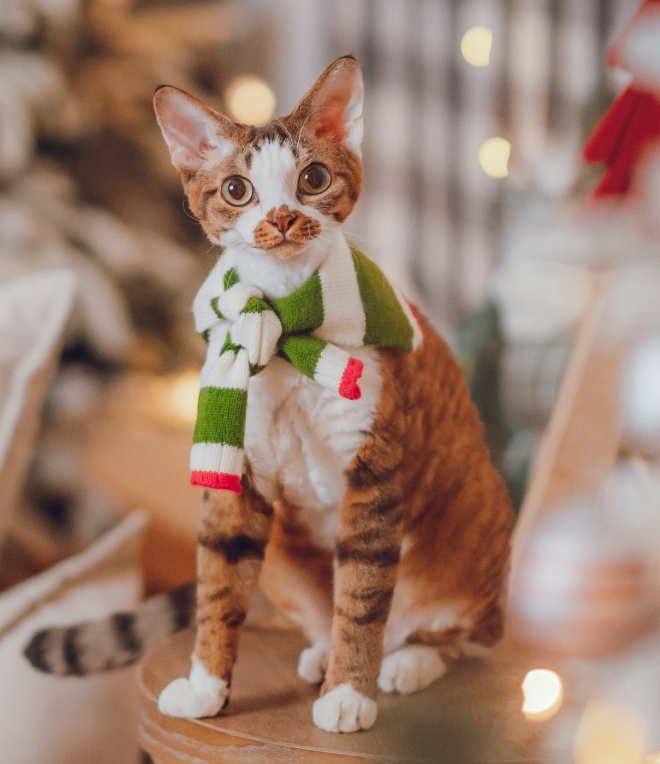 Christmas Shawl Collection