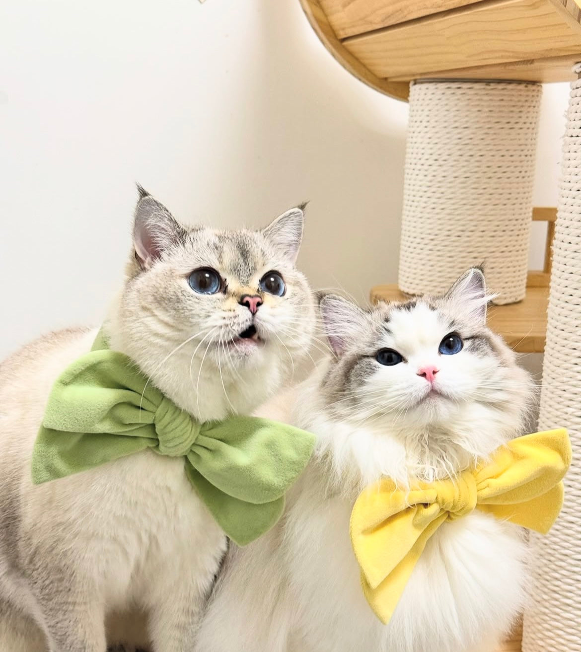 Velvet Bow Collection