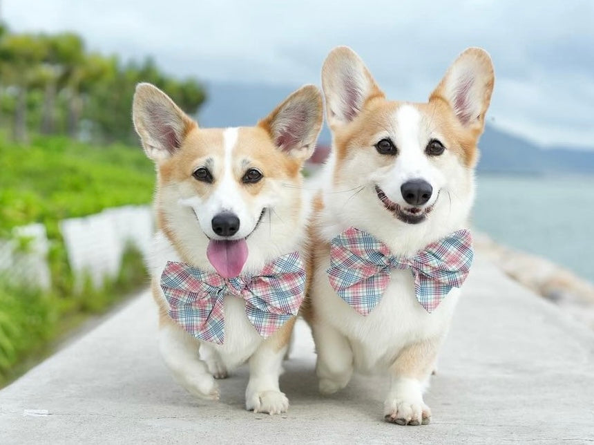 TARTAN