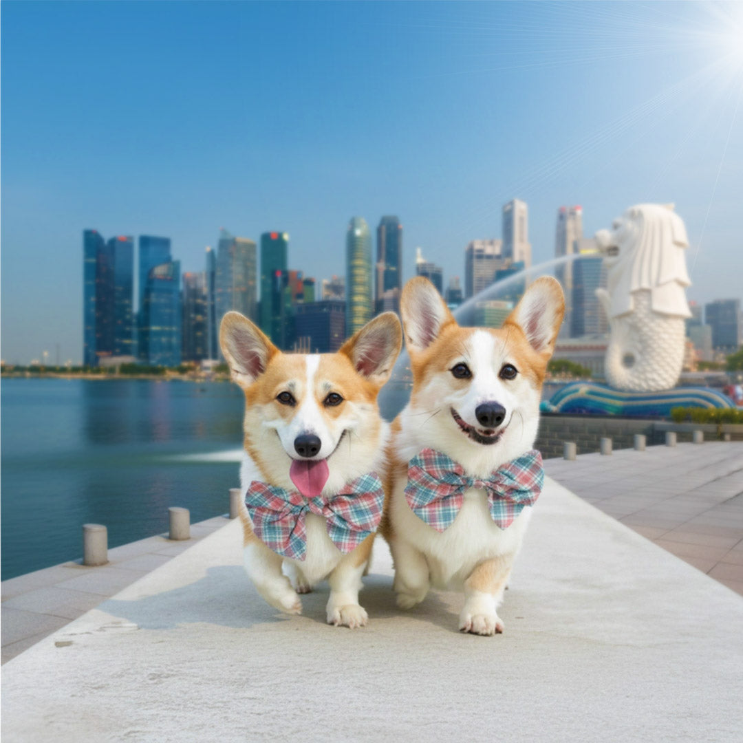 How MMM.PET Understands the Singapore Pet Accessories Market Today