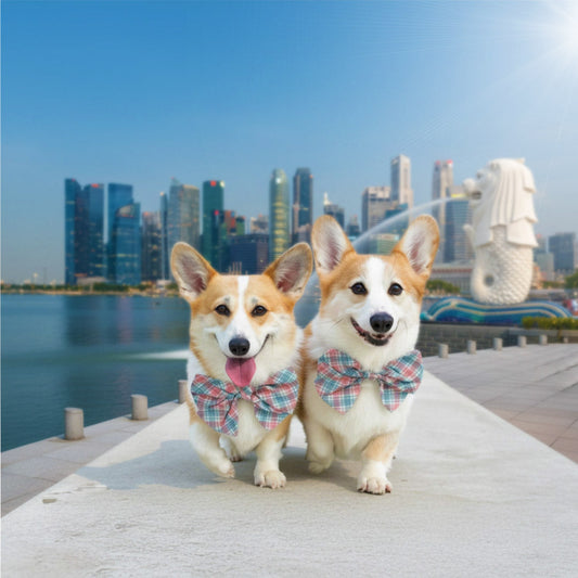 How MMM.PET Understands the Singapore Pet Accessories Market Today
