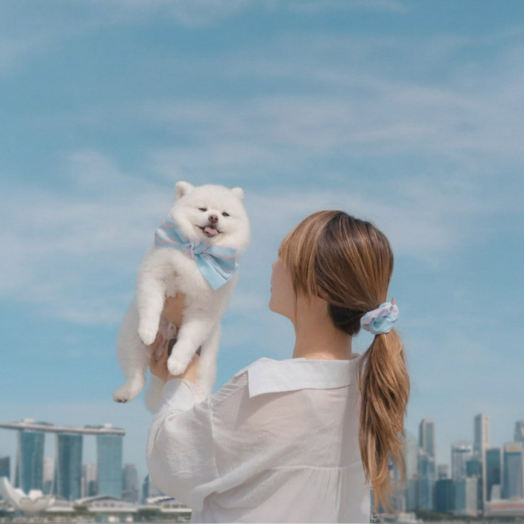Singapore’s Pet Fashion Landscape: Insights from MMM.PET