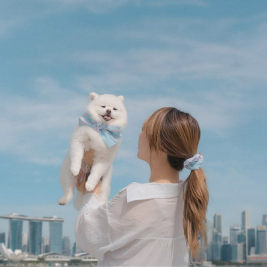 Singapore’s Pet Fashion Landscape: Insights from MMM.PET