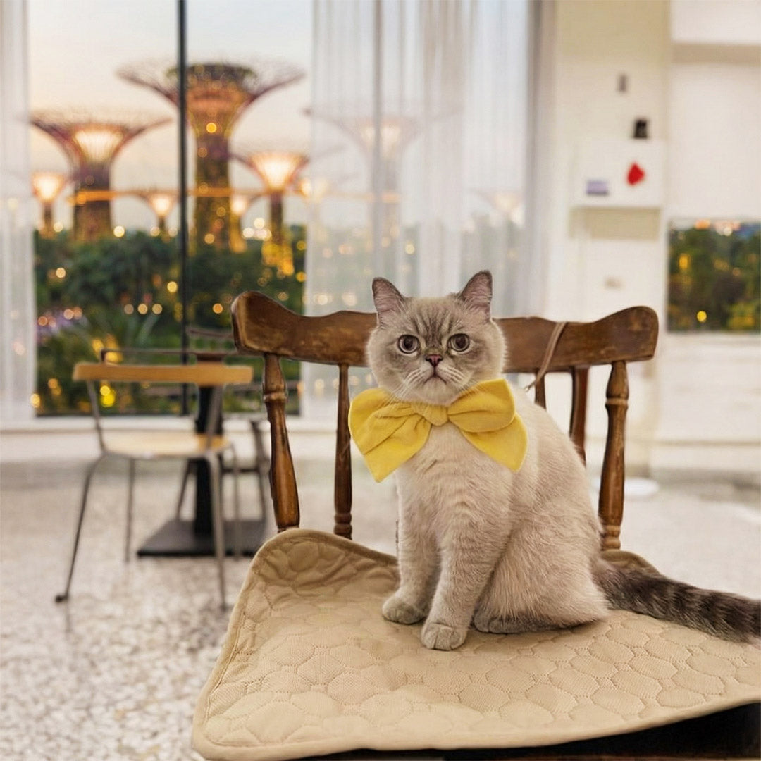 Why Singapore Pet Owners Are Shifting Toward Stylish Gear — MMM.PET Review