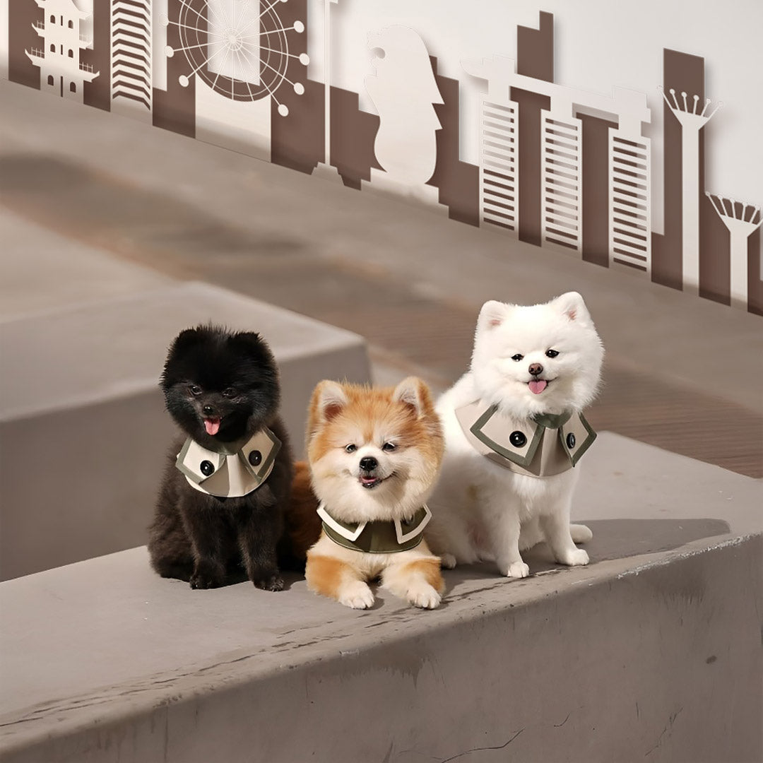 MMM.PET’s Take on Singapore’s Fast-Growing Pet Accessory Market