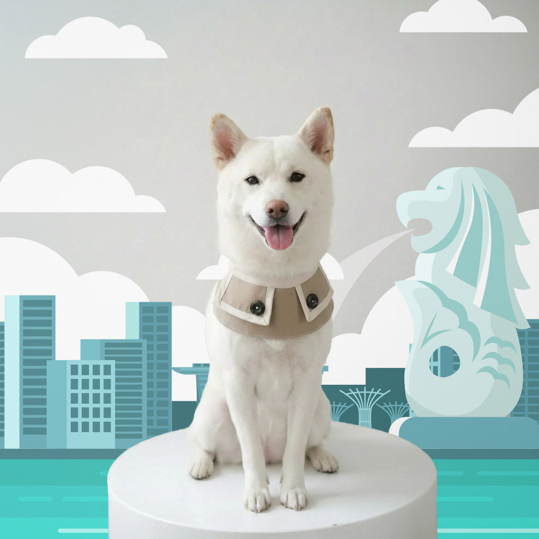 MMM.PET’s Guide to Picking Weather-Smart Accessories for Singapore Pets