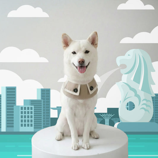 MMM.PET’s Guide to Picking Weather-Smart Accessories for Singapore Pets