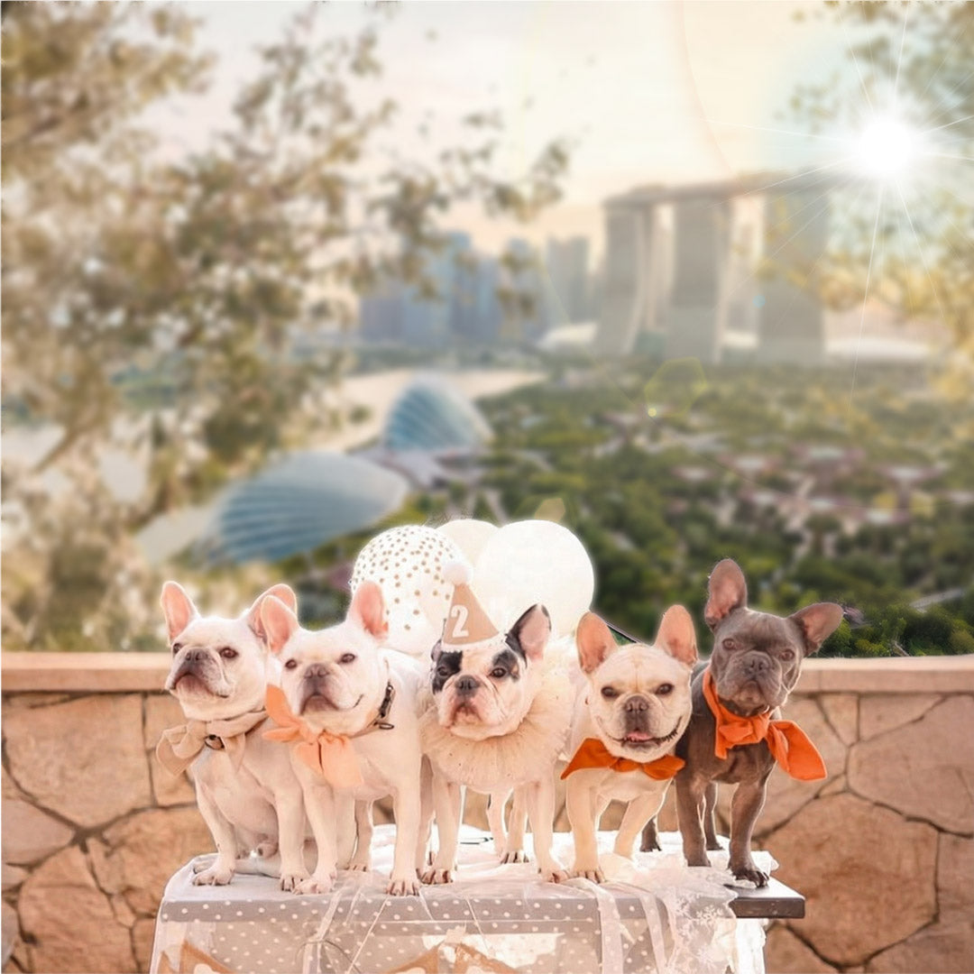 Choosing Climate-Friendly Pet Gear in Singapore with MMM.PET