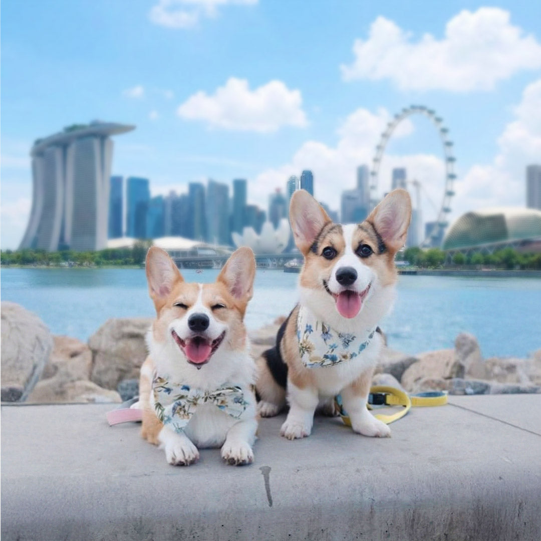 How MMM.PET Designs Accessories Perfect for Singapore’s Humidity