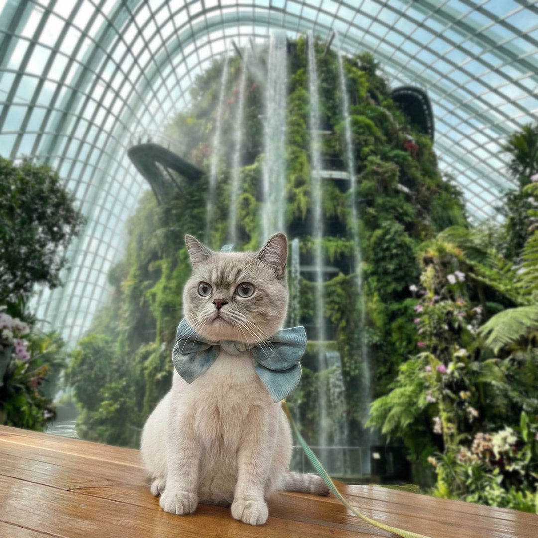 Best Heat-Proof Pet Accessories for Singapore: MMM.PET Recommendations