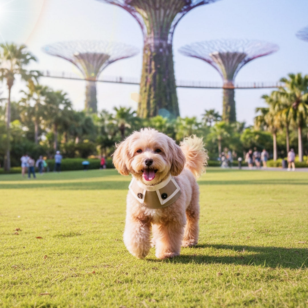 Top Pet Accessory Styles Loved by Singapore Owners — MMM.PET Edition