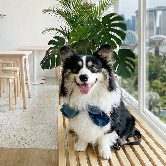 Trending Pet Looks in Singapore: MMM.PET’s Best-Selling Styles
