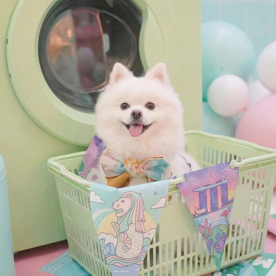 MMM.PET’s Safety Checklist for Comfortable Pet Accessories in Singapore