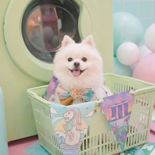 MMM.PET’s Safety Checklist for Comfortable Pet Accessories in Singapore