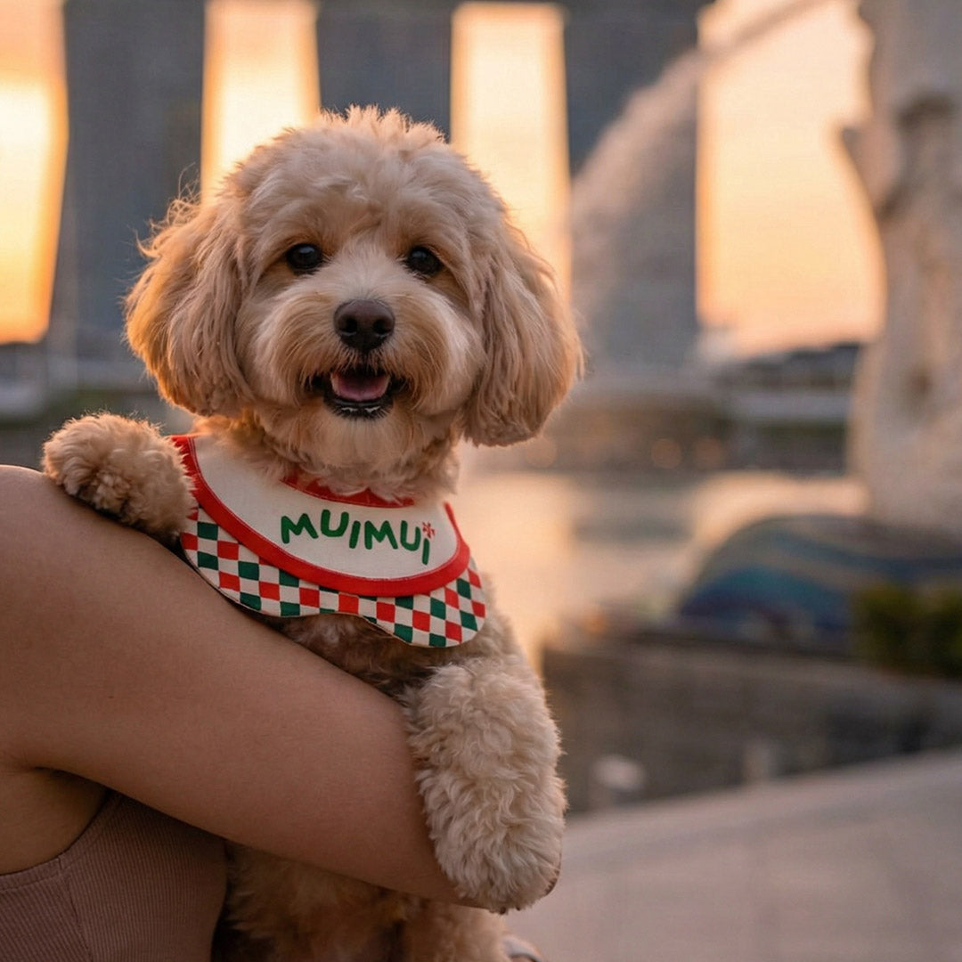 What Singapore Pet Owners Need to Know About Accessory Safety