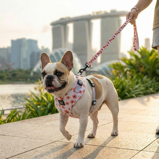 Comfort First: MMM.PET’s Singapore Pet Accessory Safety Tips