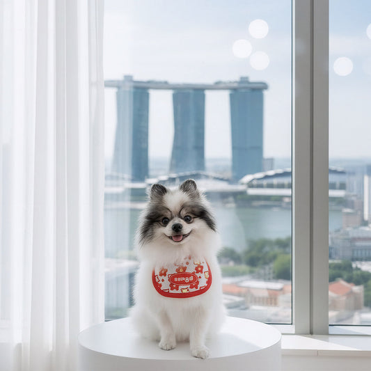 Comfort First: MMM.PET’s Singapore Pet Accessory Safety Tips