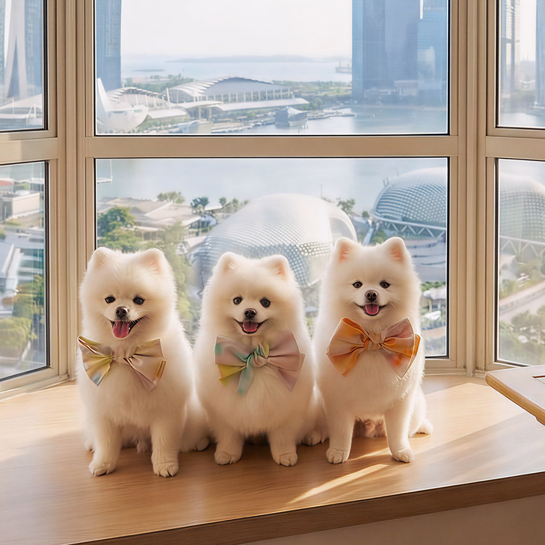 How MMM.PET Ensures Safe & Comfortable Accessories for Singapore Pets