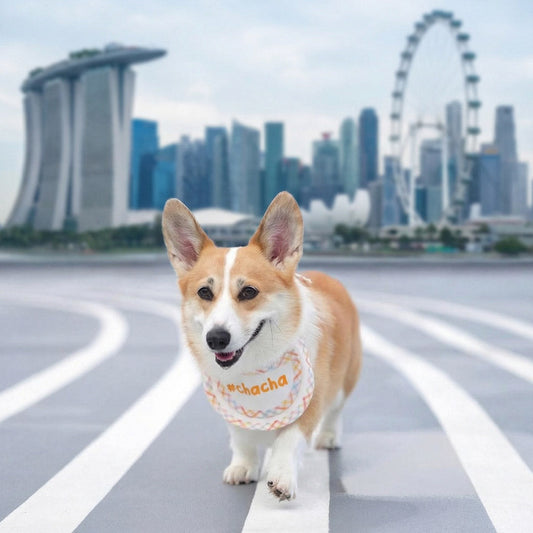 Custom Pet Gifts in Singapore: MMM.PET’s Personalized Bandanas & Bibs