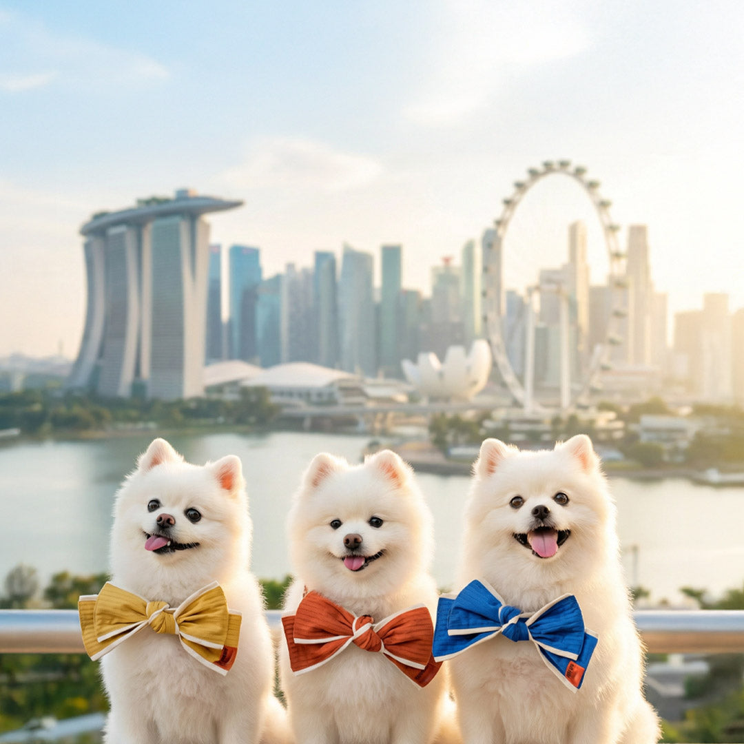 MMM.PET’s Bow Sets: A Singapore Pet Fashion Must-Have