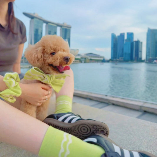 What Singapore Pet Parents Are Buying Now: MMM.PET Trends