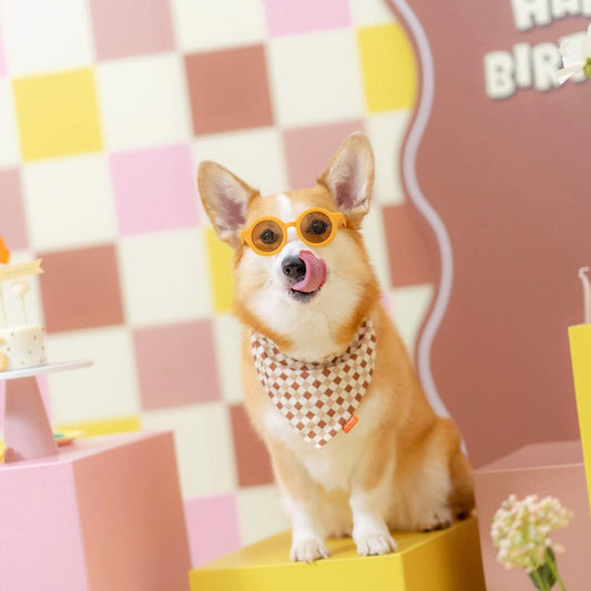 Function Meets Style: MMM.PET’s Well-Designed Gear for Singapore Pets