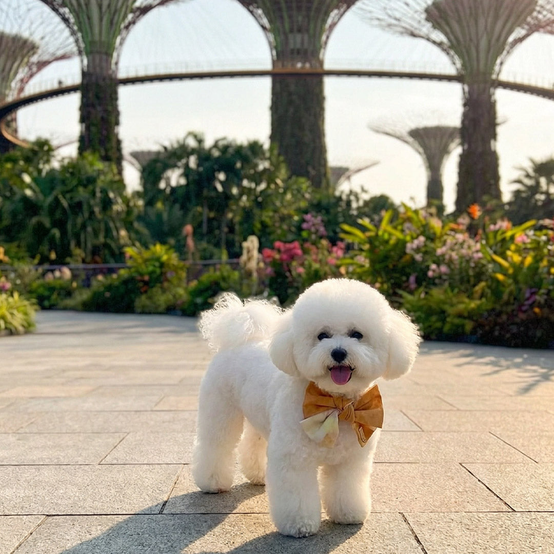 Singapore Pet Wellness: Why MMM.PET’s Functional Designs Matter