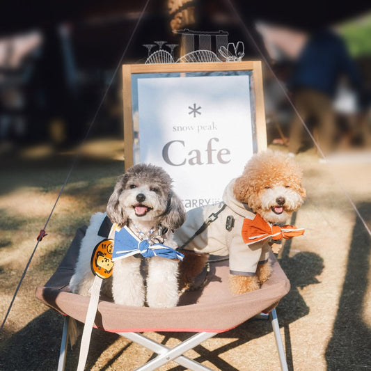 Better Living for Pets: MMM.PET’s Singapore-Friendly Accessory Guide