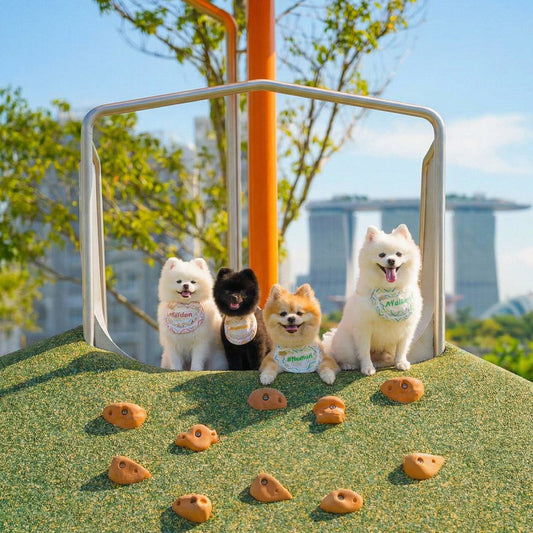 How to Shop MMM.PET Pet Accessories Online in Singapore