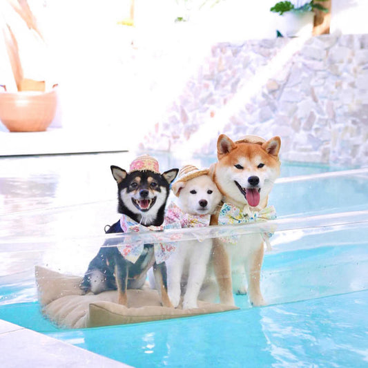 Singapore’s Best Online Platforms for MMM.PET Accessories