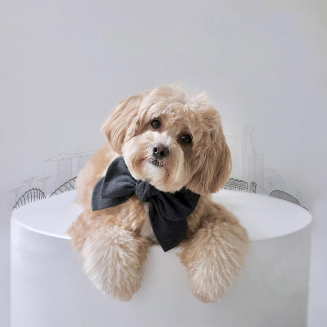 Top E-Commerce Tips for Pet Accessory Shopping in Singapore