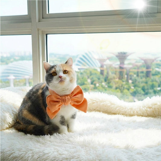 How to Keep MMM.PET Accessories Fresh in Singapore’s Humidity