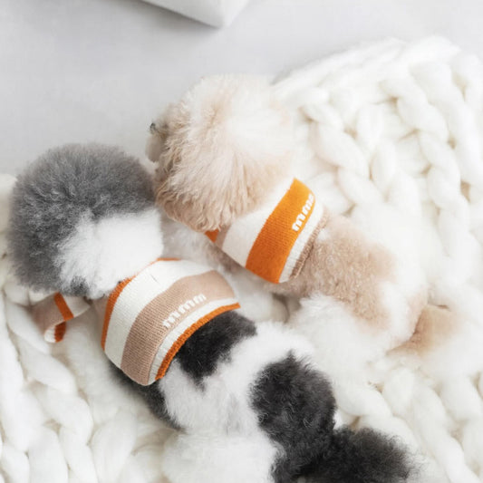 Easy Cleaning Tips for MMM.PET Gear Every Singapore Owner Should Know