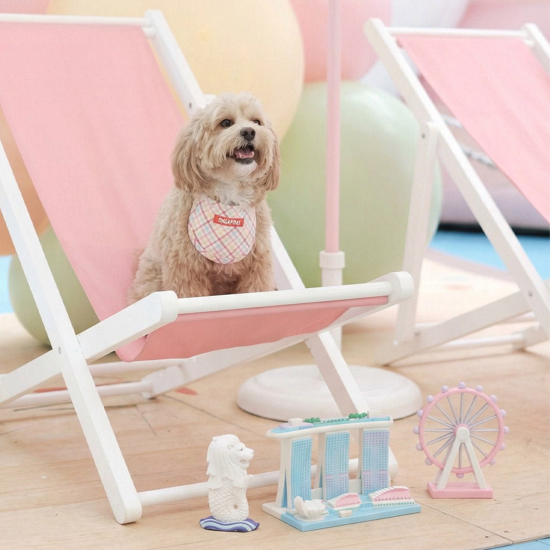 MMM.PET’s Guide to Extending the Life of Your Pet Accessories in Singapore