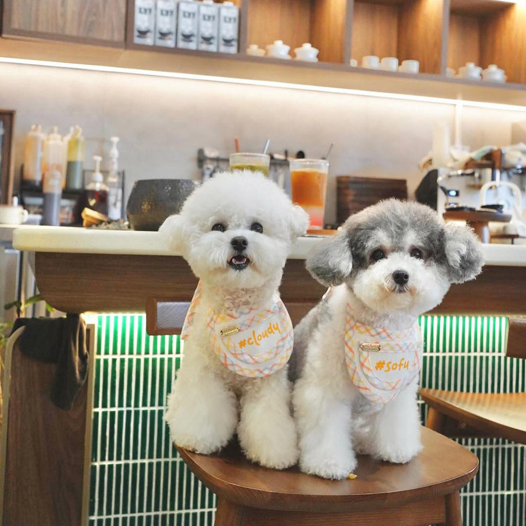Care Tips for Singapore Pet Parents Using MMM.PET Accessories