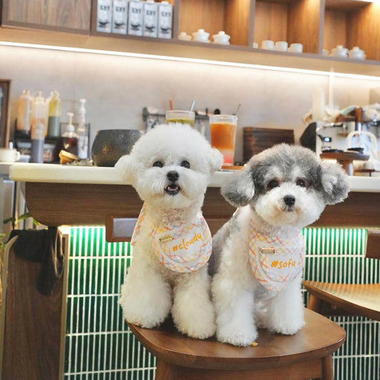 Care Tips for Singapore Pet Parents Using MMM.PET Accessories