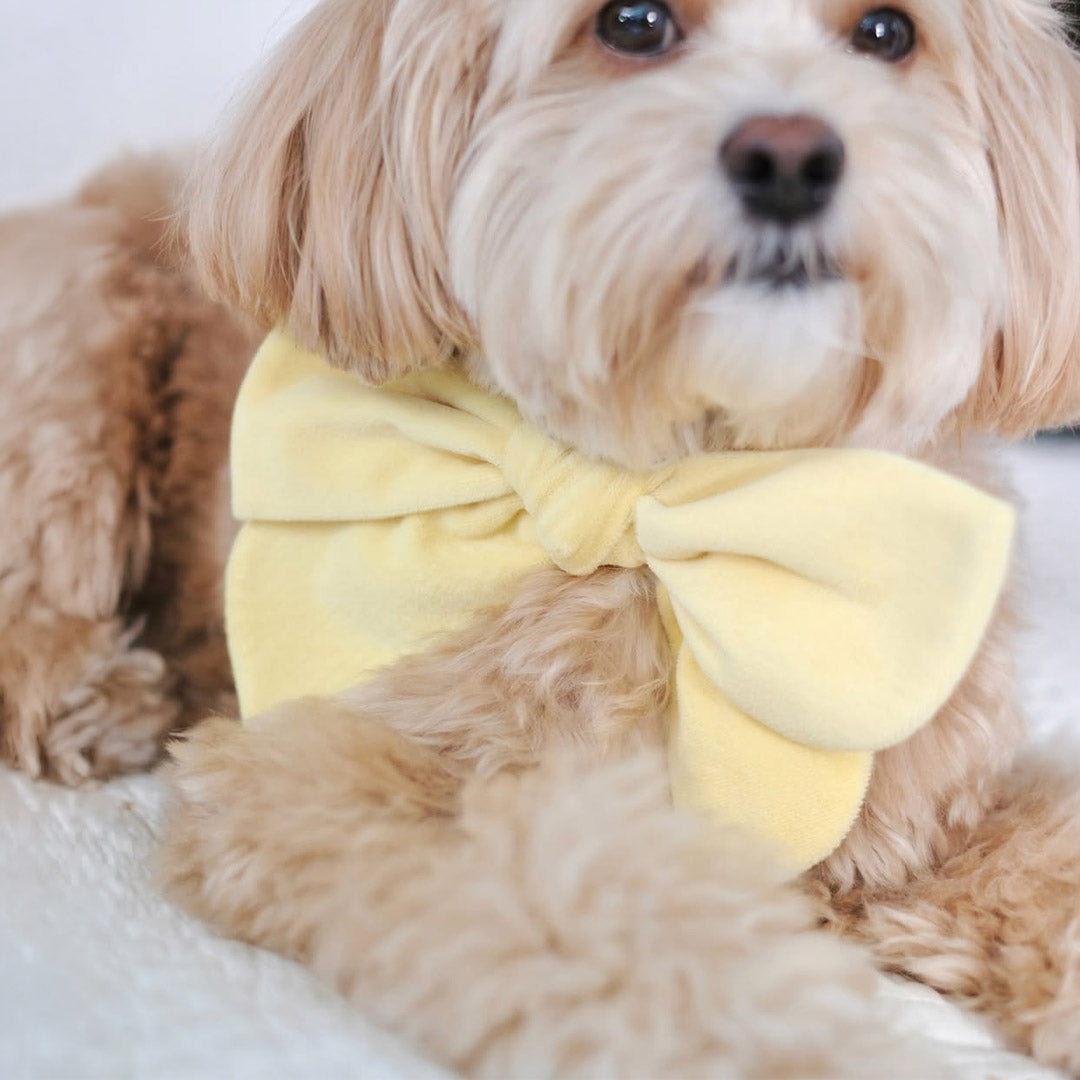 Allergy-Friendly Pet Accessories for Singapore — MMM.PET Guide