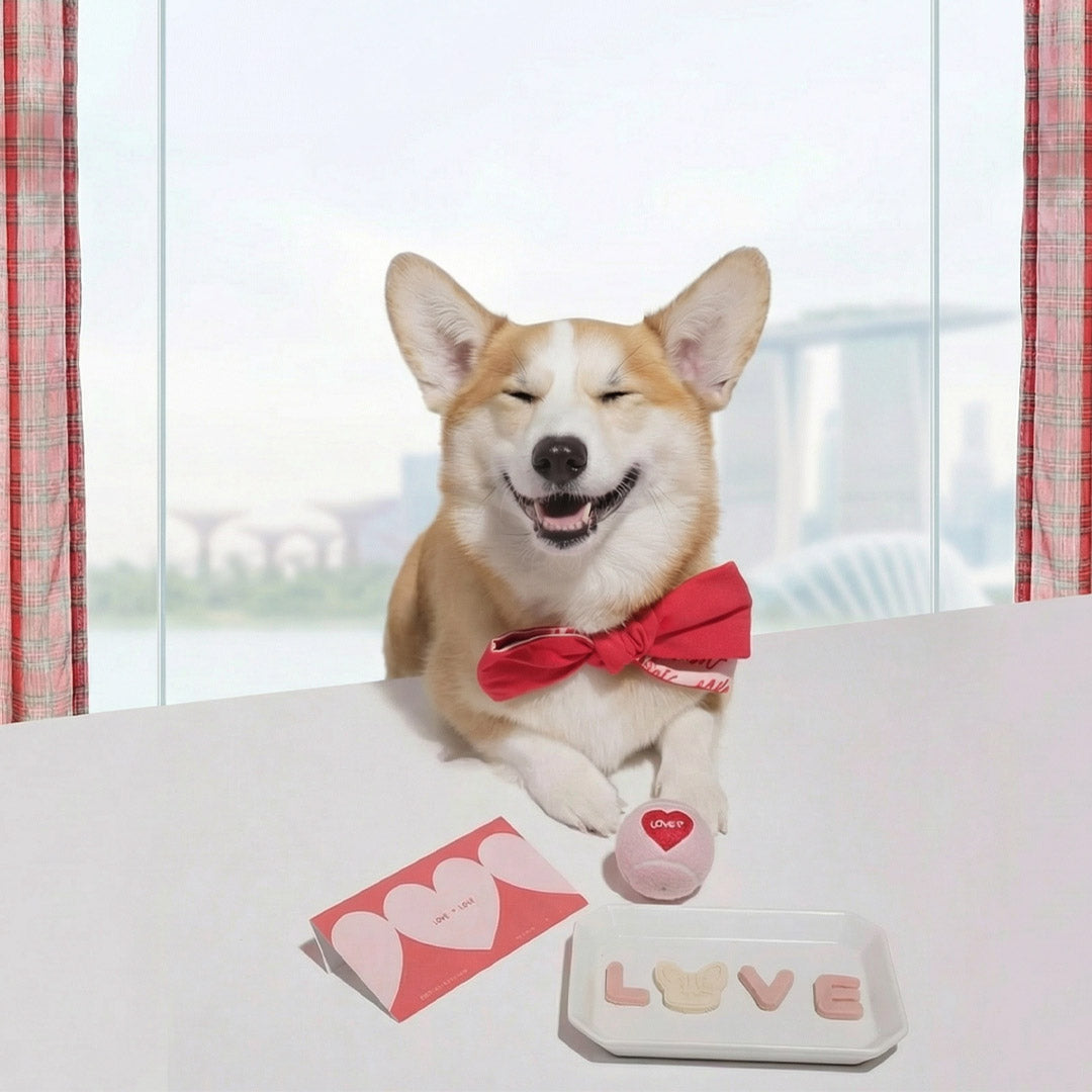 Singapore Pet Owners: Choose MMM.PET Materials That Protect Skin