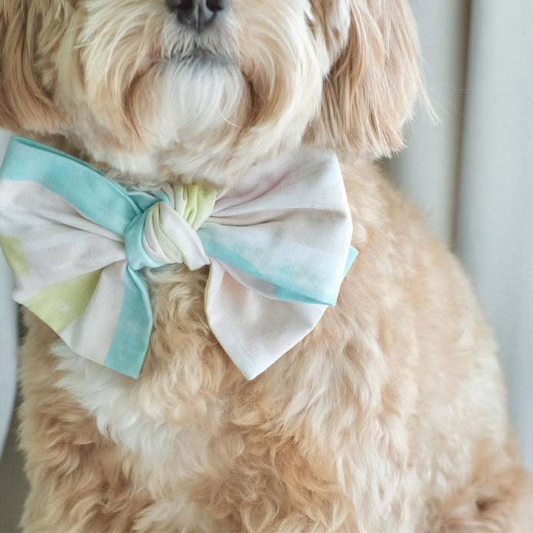 How to Avoid Irritation: MMM.PET’s Pet-Safe Material Picks for Singapore