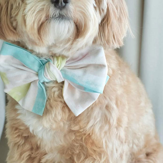 How to Avoid Irritation: MMM.PET’s Pet-Safe Material Picks for Singapore
