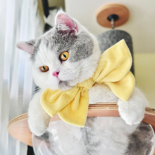 How Young Singapore Pet Parents Shop Pet Accessories