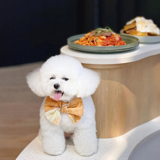 Trends Among Singapore’s Millennial & Gen Z Pet Owners