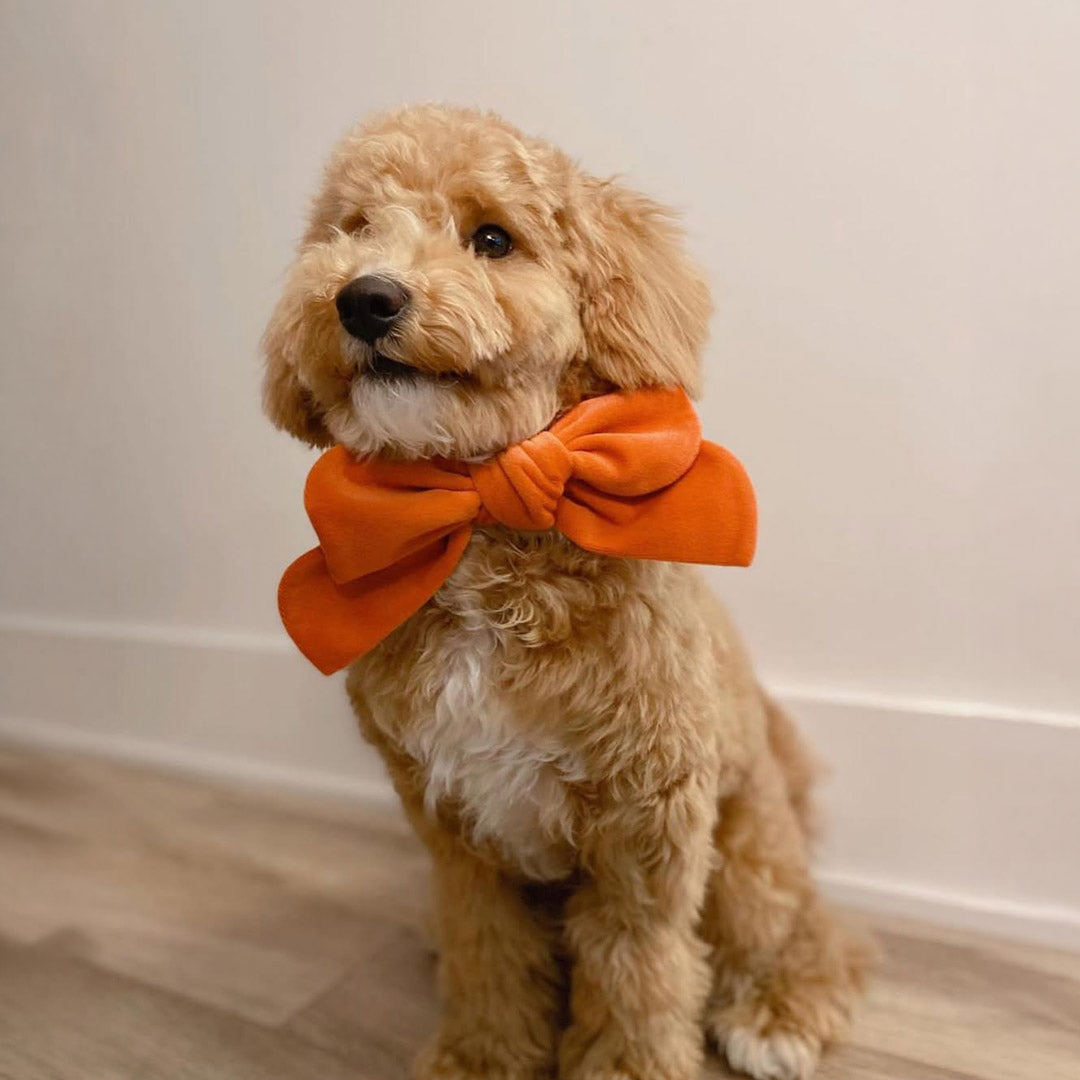 Singapore’s Youth Pet Fashion Trends Explained