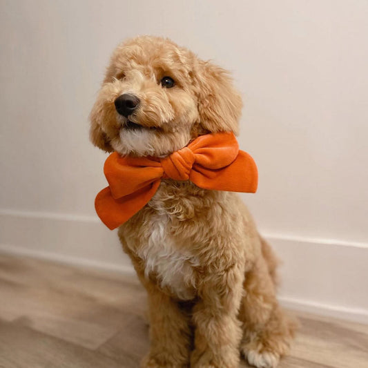 Singapore’s Youth Pet Fashion Trends Explained