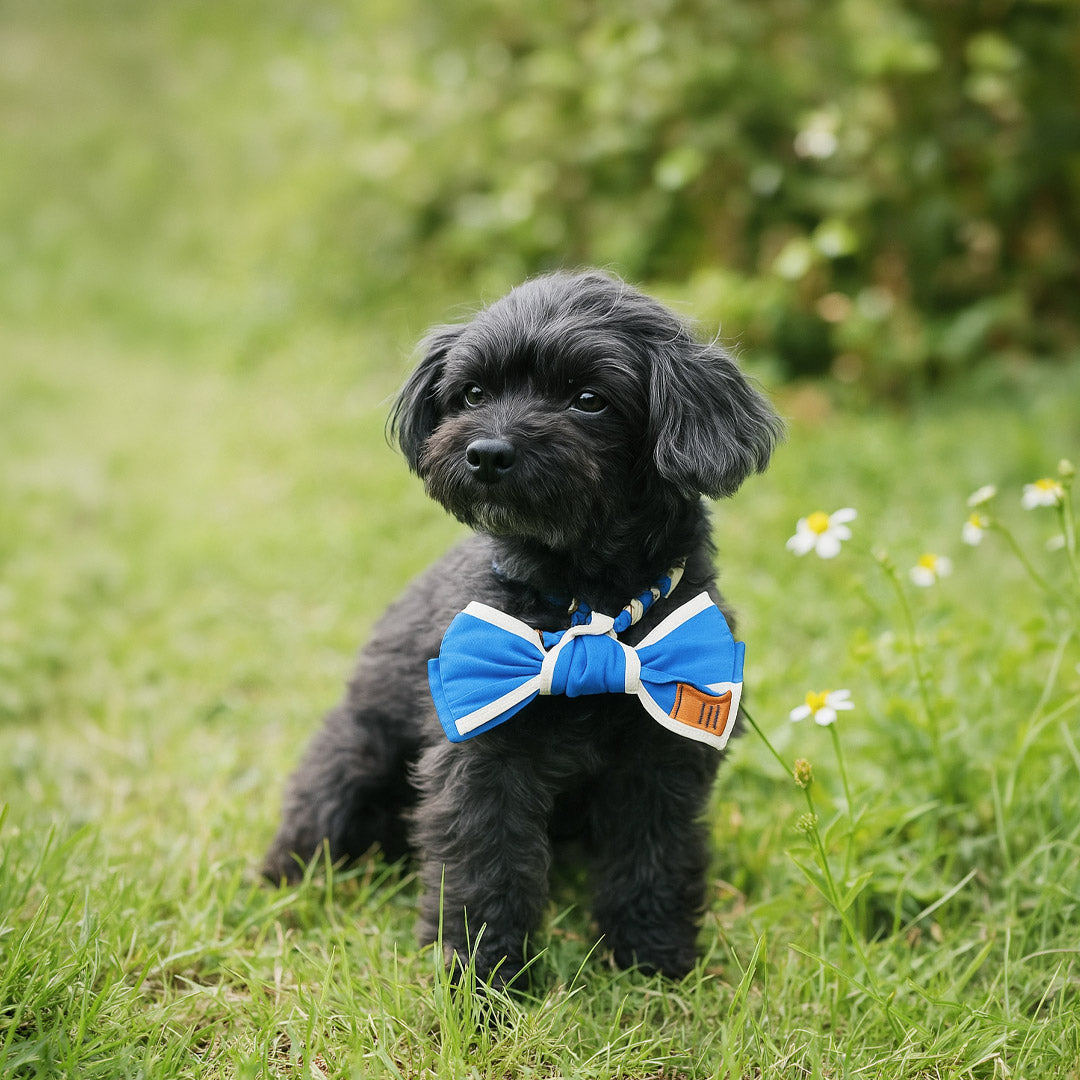 MMM.PET's Multi-Use Pet Accessories for Busy Singapore Owners