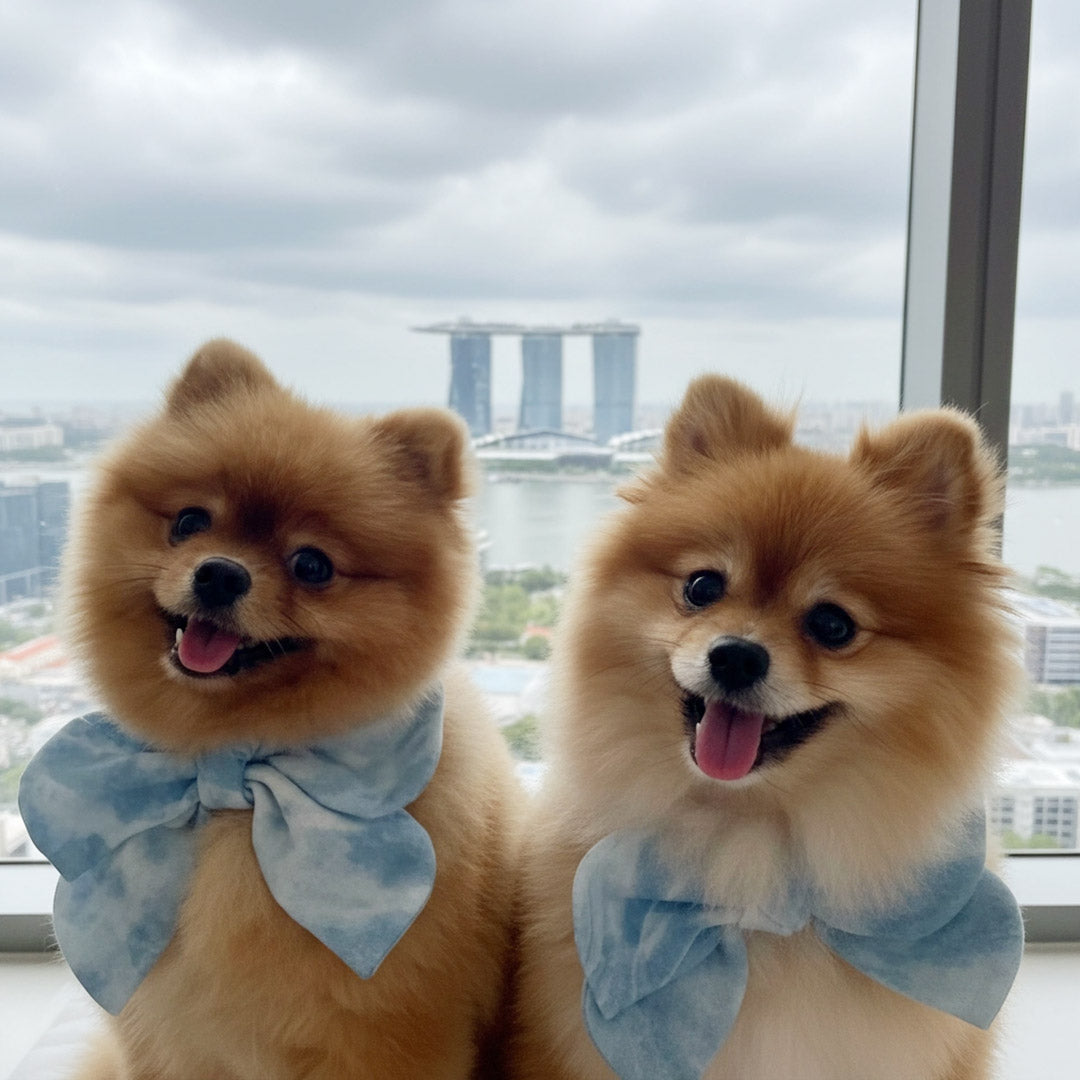 Singapore's Growing Smart-Pet Market & MMM.PET's Role