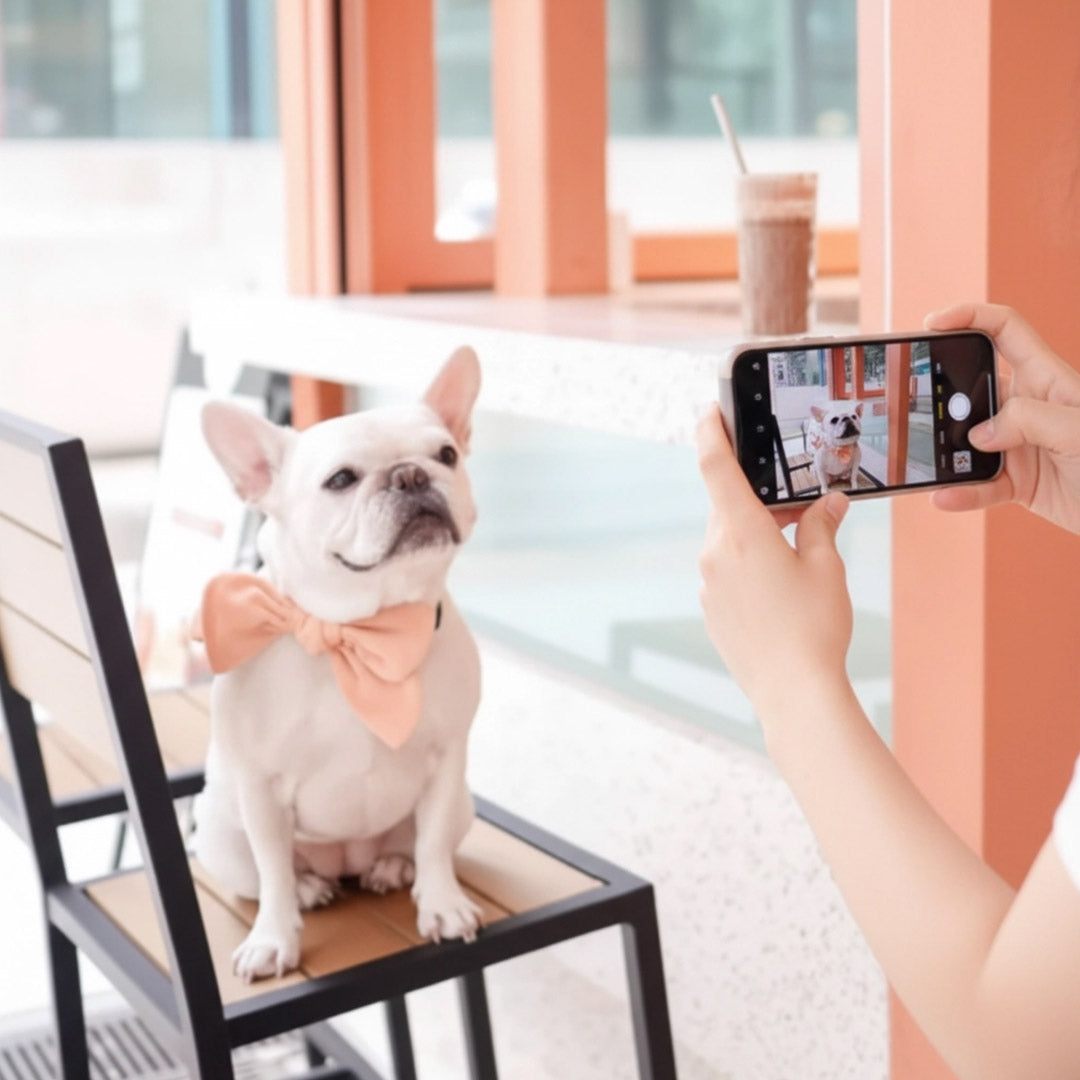 The Future of Pet Accessories in Singapore: Digital Trends