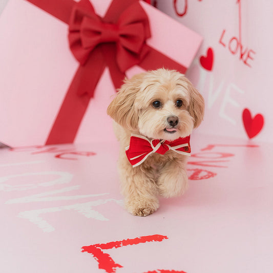 Thoughtful Pet Gifts for Singapore Owners — MMM.PET's Top Picks