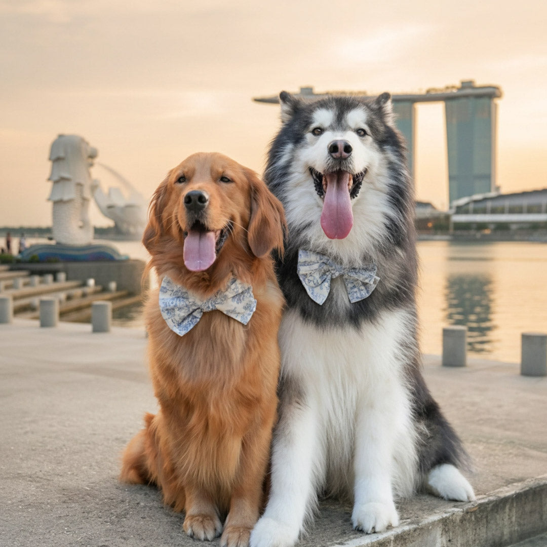 Why MMM.PET Accessories Make Perfect Gifts for Singapore Pets