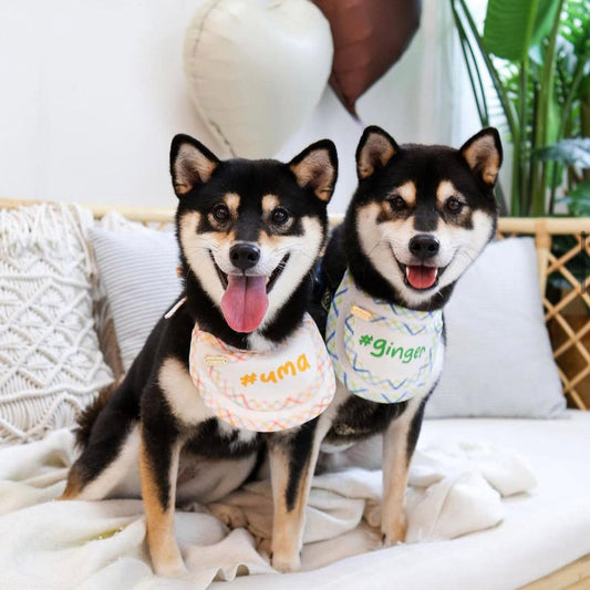 Celebration Ideas: Giftable Pet Accessories from MMM.PET Singapore